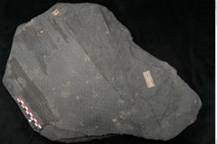 Foto (Detailansicht) von Sigillaria subrotunda Brongniart (NHMW-GEO-2024-0188-11235)